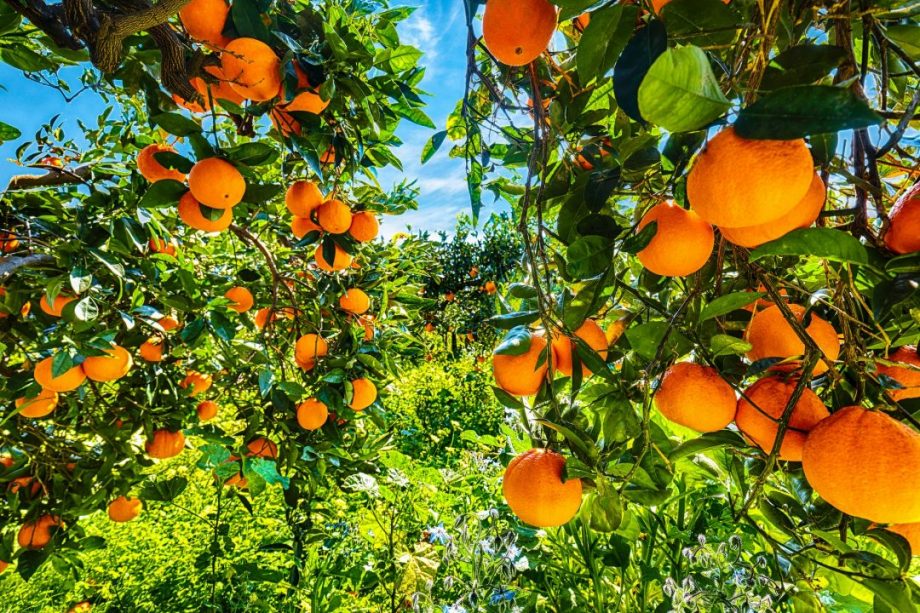 A cluster of bright, ripe oranges hanging from a leafy green tree branch in a sunlit citrus orchard garden.